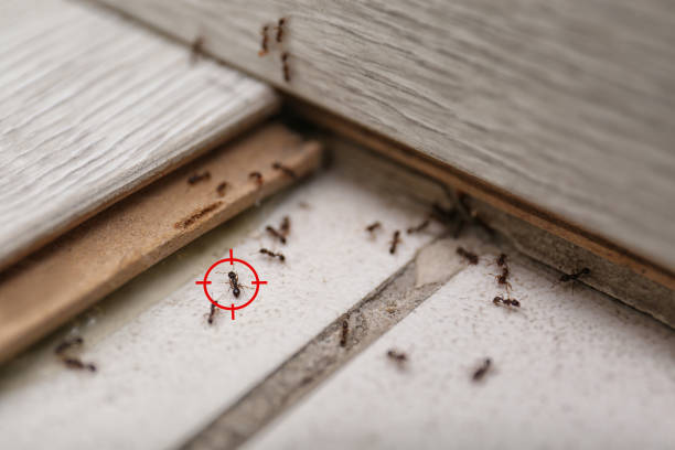 Best Pest Control Near Me  in Connelly Springs, NC