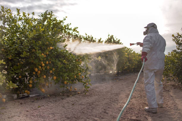 Best Insect Control  in Connelly Springs, NC