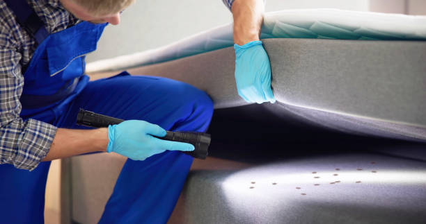 Best Termite Control Services  in Connelly Springs, NC
