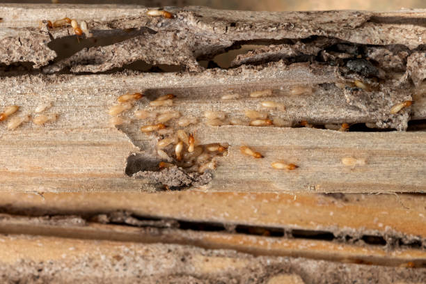 Professional Pest Control in Connelly Springs, NC
