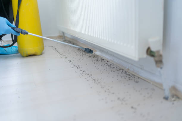 Best Affordable Pest Control Services  in Connelly Springs, NC